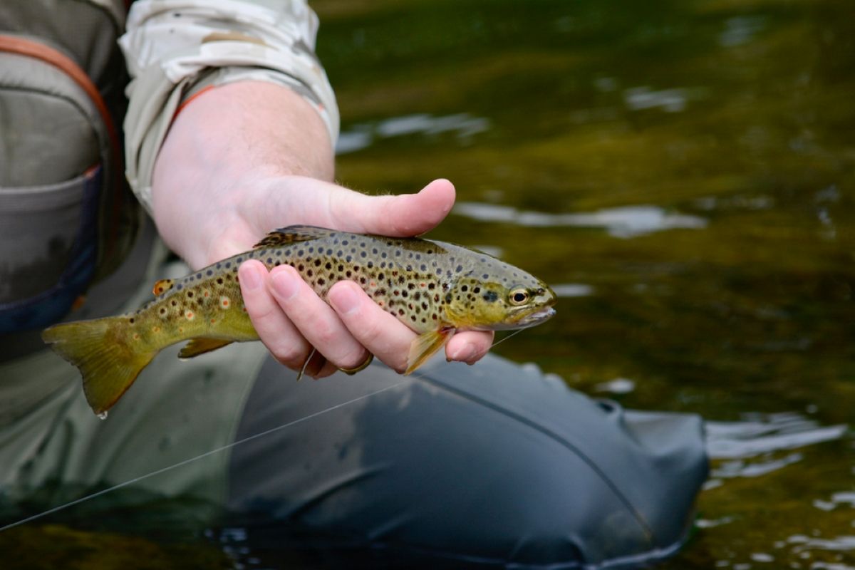 Trout Fishing in Iowa