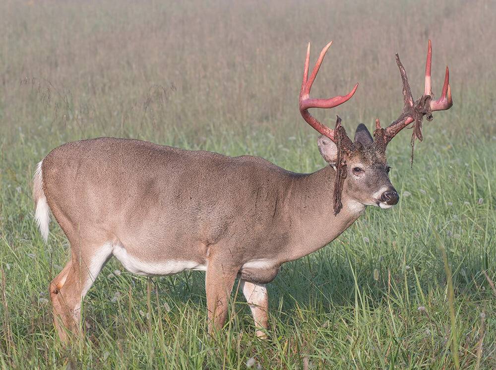 Mature Velvet Bucks and Cameras