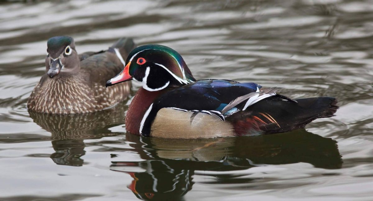 Targeting Wood Ducks in Iowa