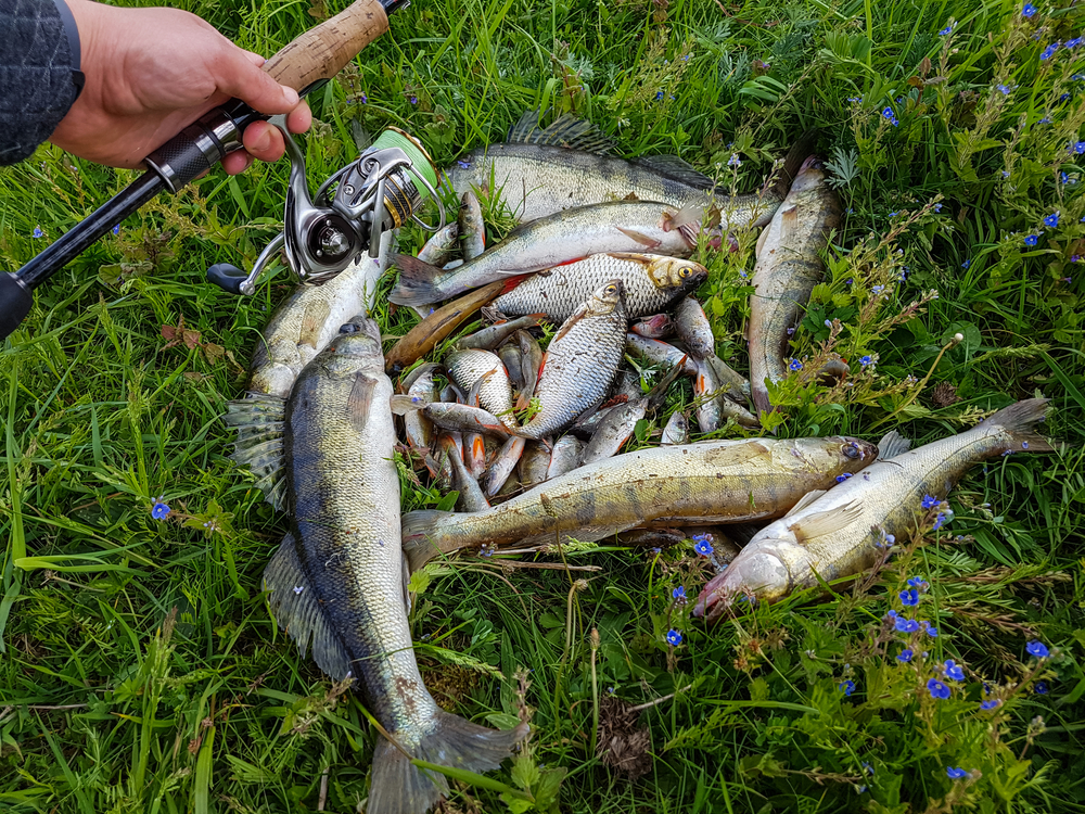 Iowa Fall Fishing Tips