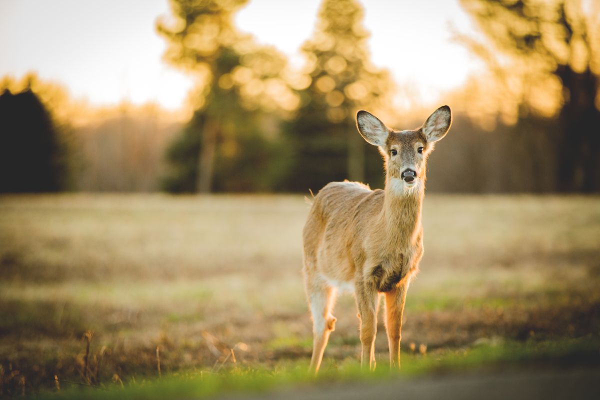 Whitetail Body Language