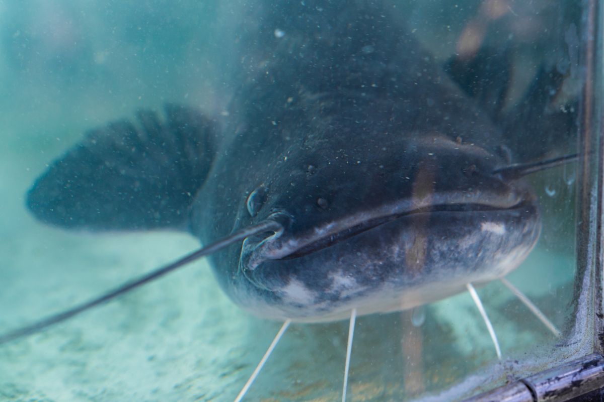 Catfishing with Ditty Poles