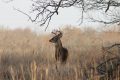 Top Tactics for Each State of the Rut