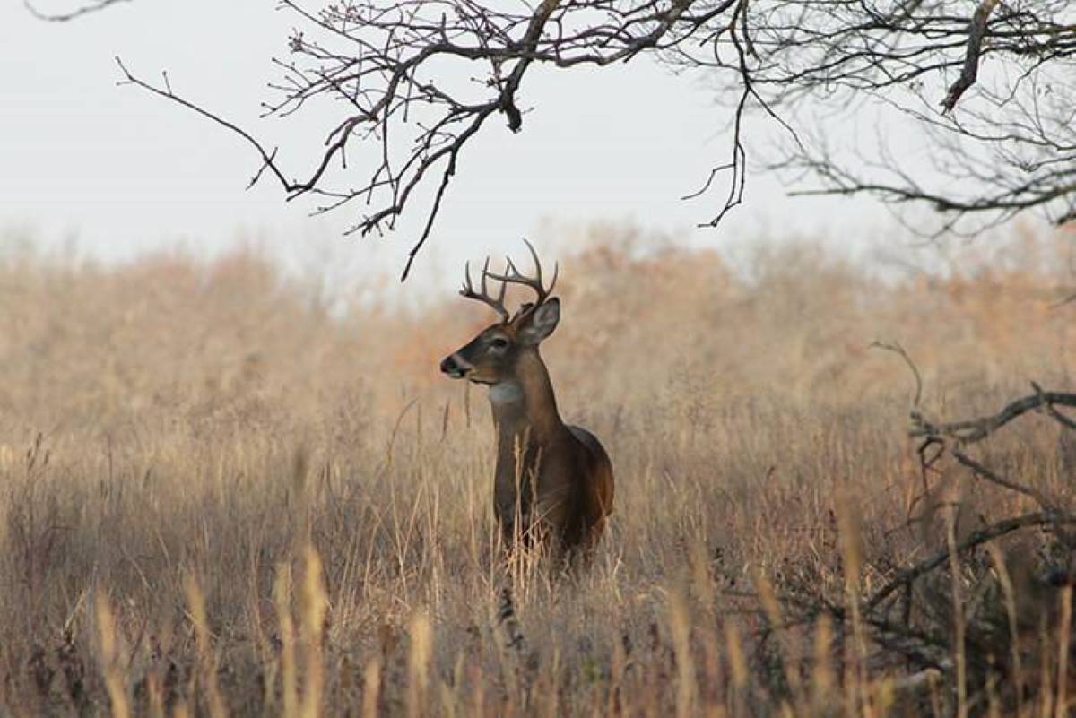 Top Tactics for Each State of the Rut