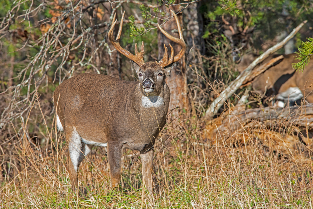 Iowa giant whitetail buck Shorty Greene County