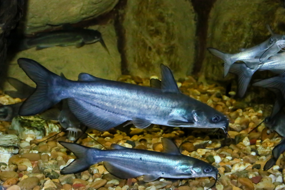 Top 9 Channel Catfish Baits