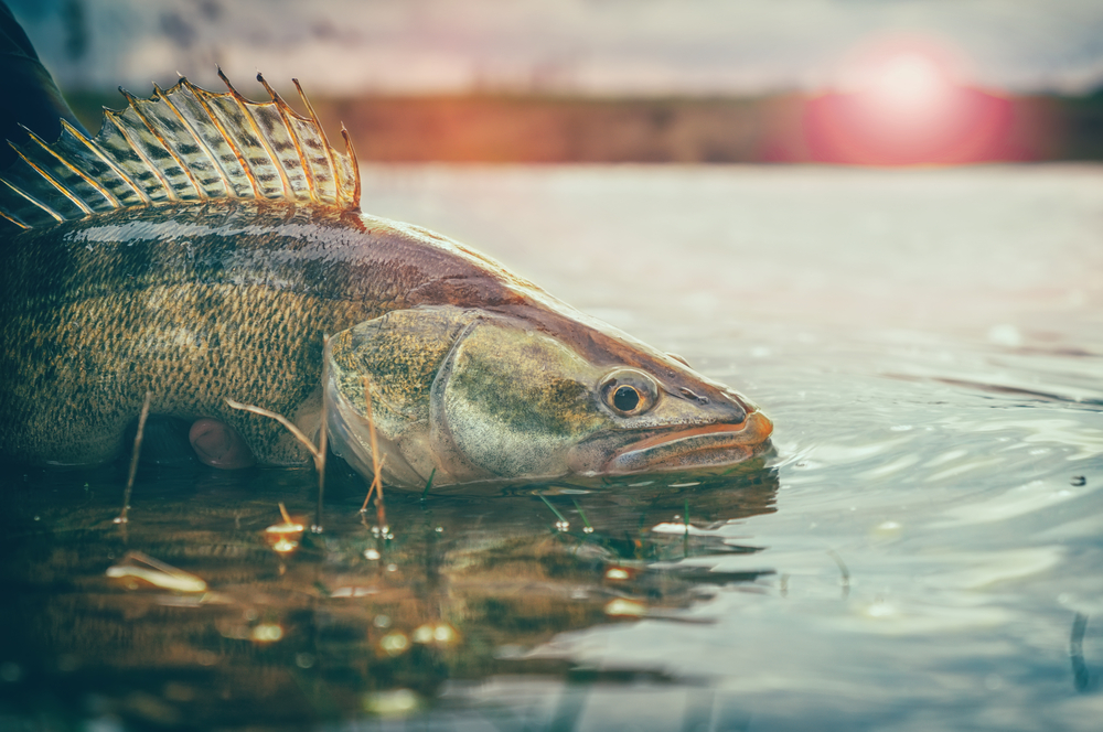 Tactics for Summer Walleye