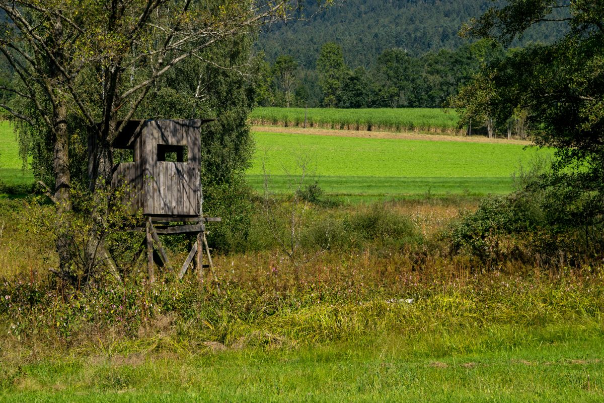 Buying Whitetail Hunting Land