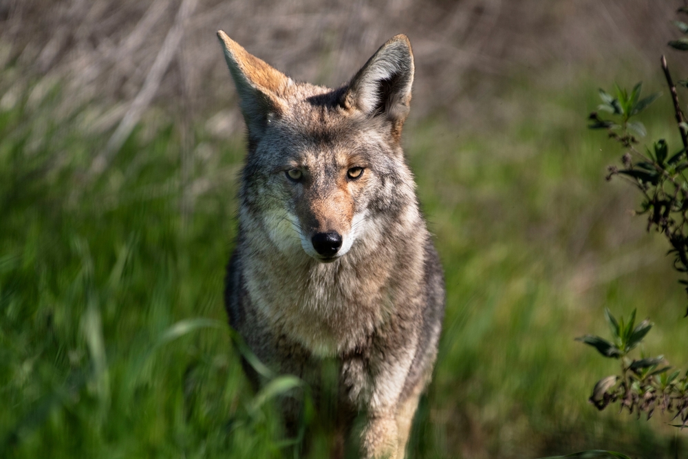 Tips for Trapping Coyotes