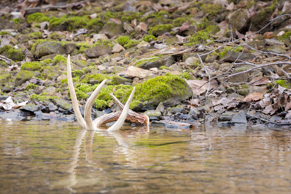 Hunting Shed Antlers