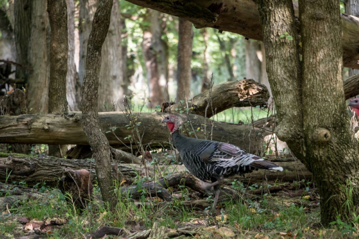 Turkey Hunting Roost Tips