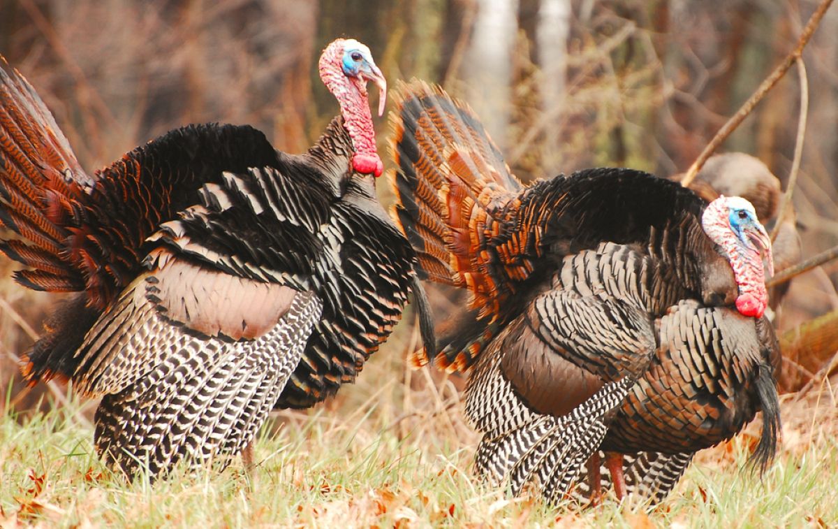 Turkey Hunting Question & Answer