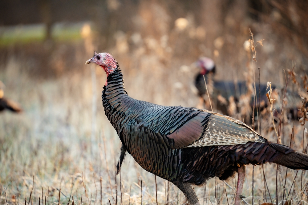 Iowa Late Season Turkey