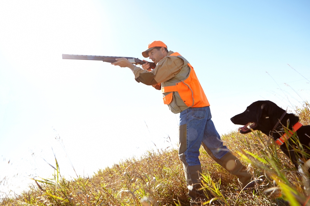 gun shy dog training