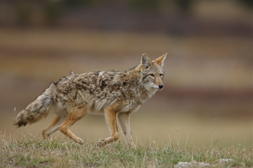 Summer Coyote hunting