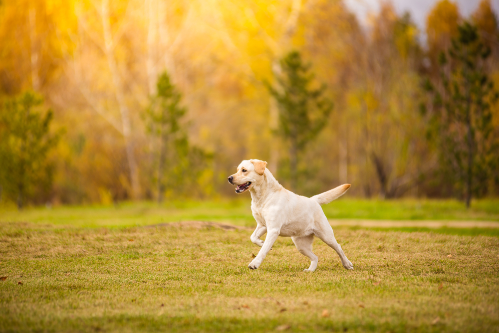 Labrador Retriever training tips