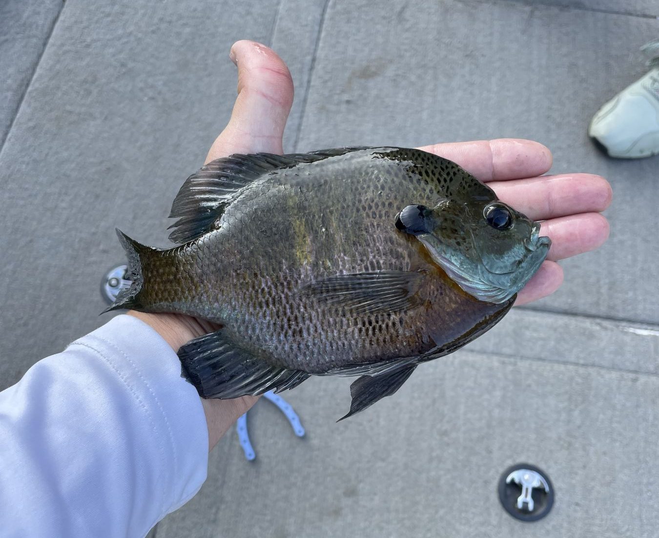 Fishing for Big Bluegills