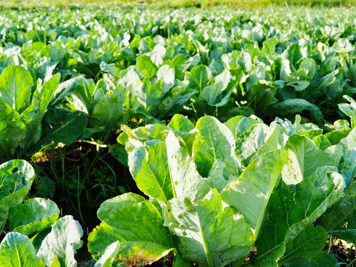 Summer Whitetail Food Plots