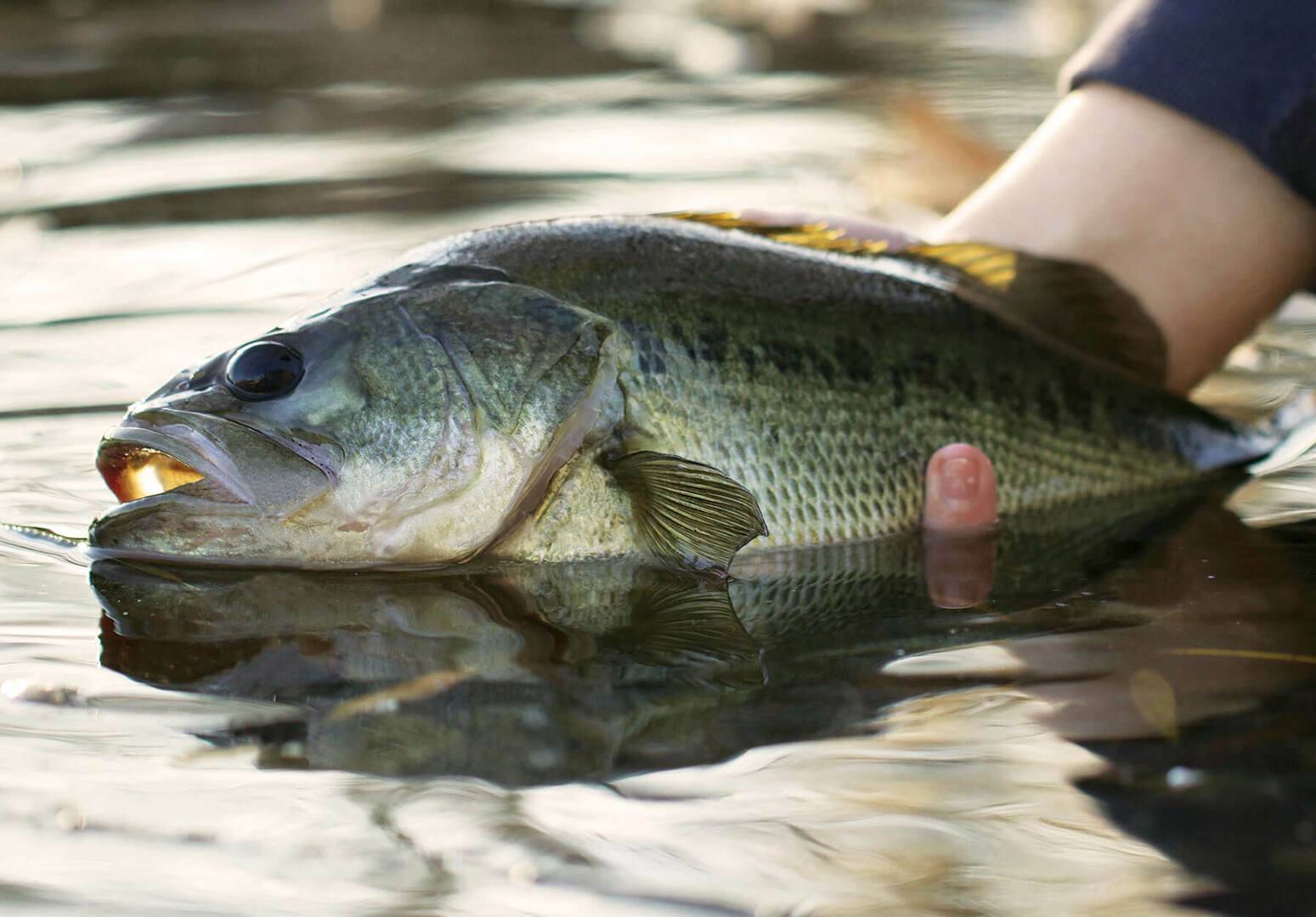 Early Fall Bass Fishing 