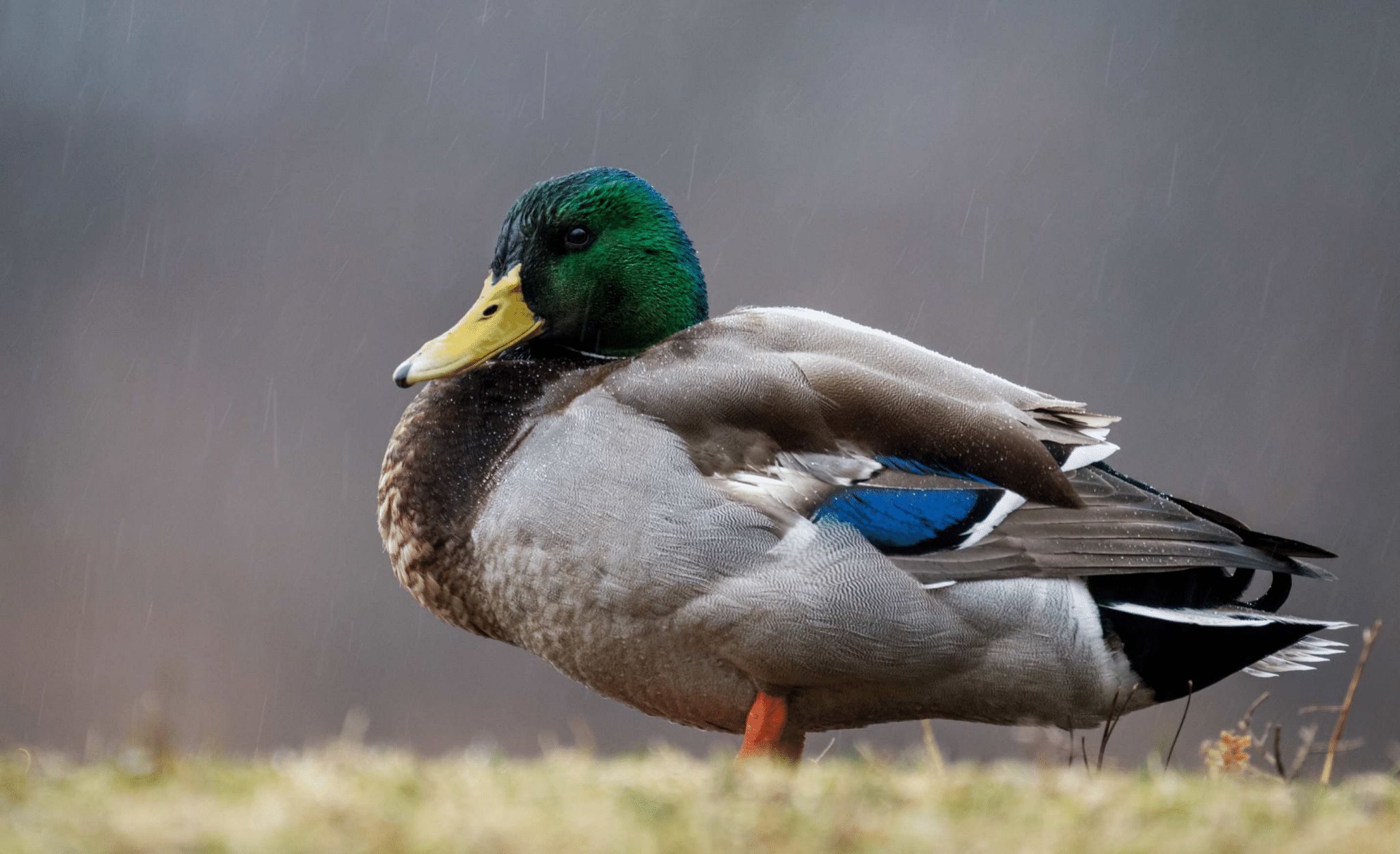 Getting Ready for the 2021 Duck Season