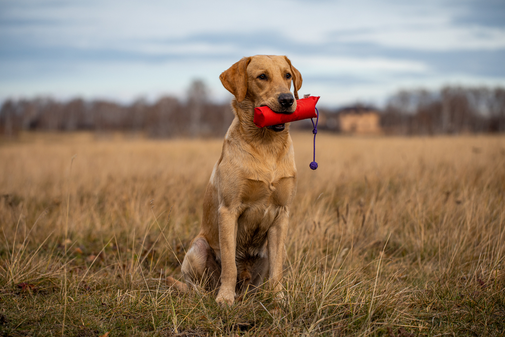 Starting Your New Gundog Training