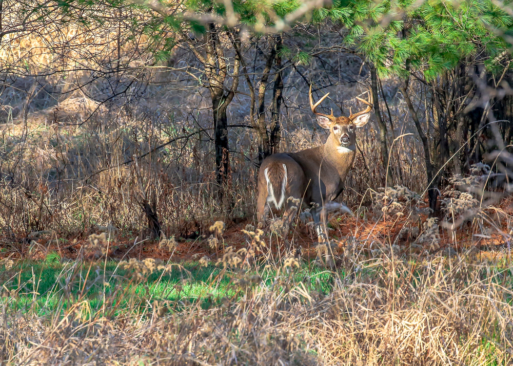 Tips to Whitetail Scouting