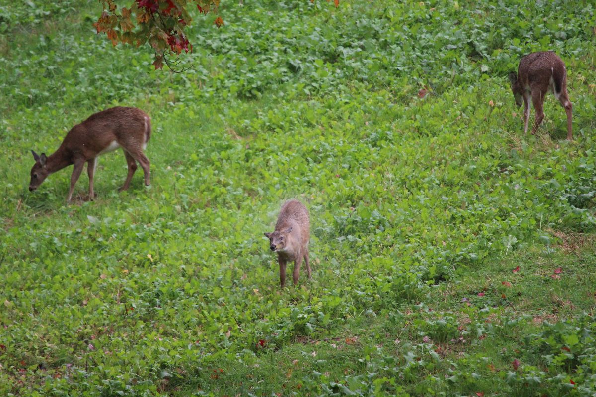 Fall Whitetail Food Plot Tips