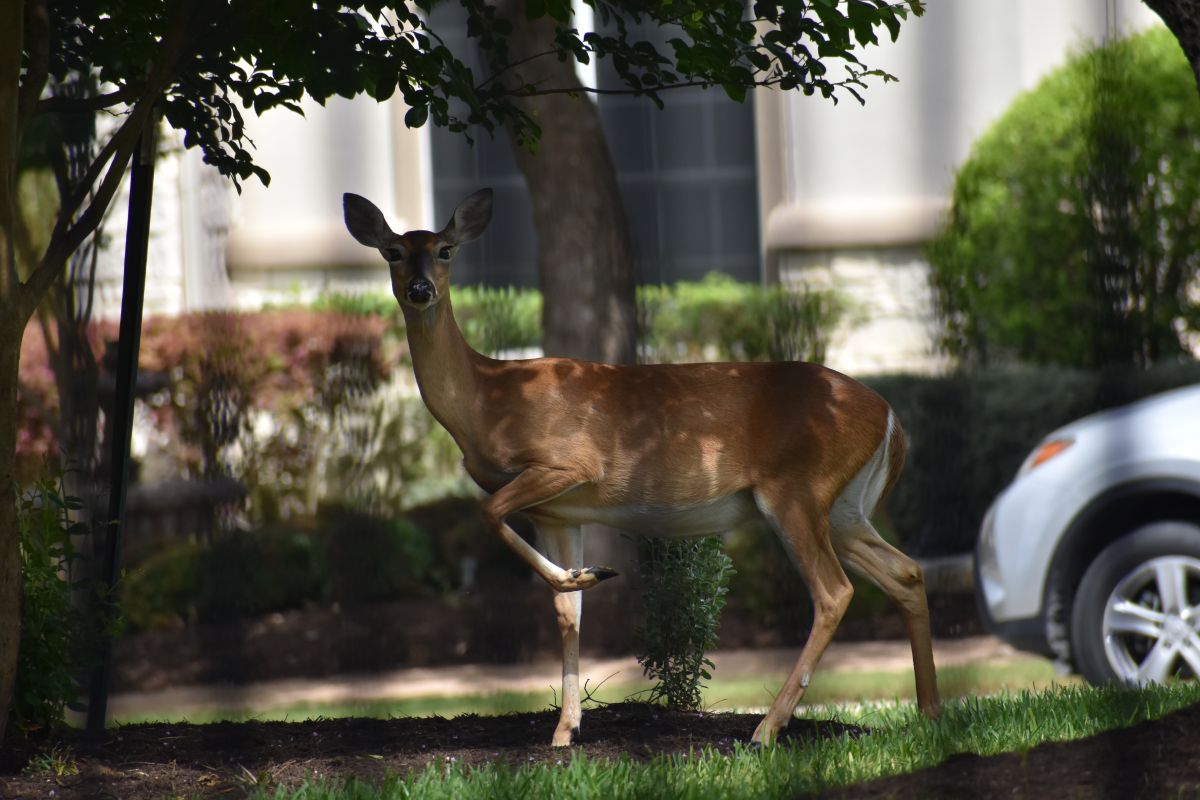 Neighborhood Whitetail Deer Management