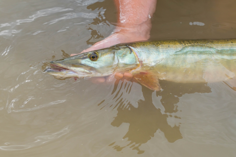 Iowa walleye muskie fishing