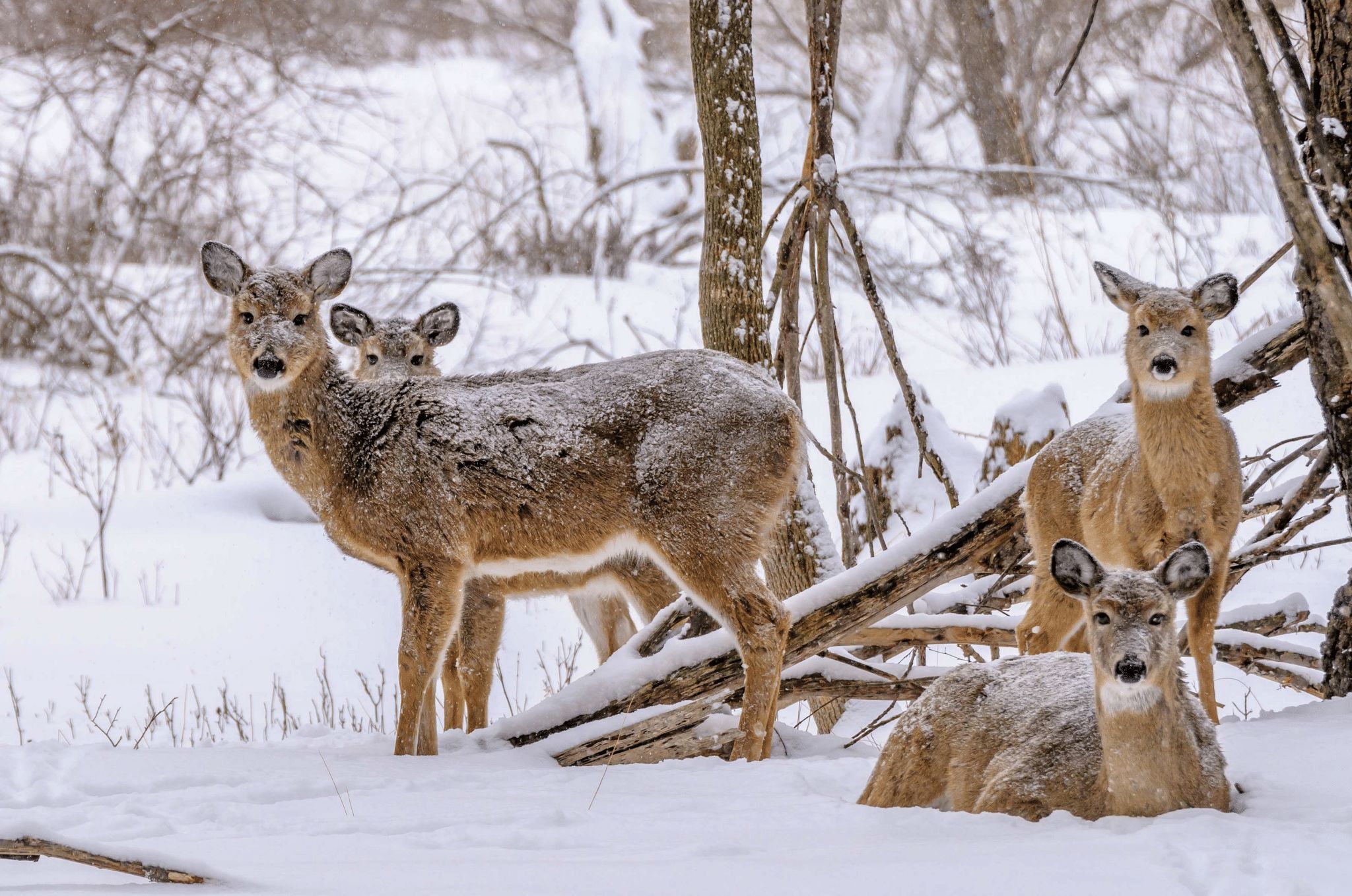 Hunting in Cold Weather