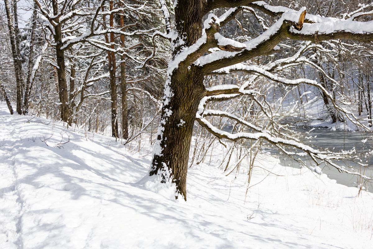 Voyageurs National Park Winter