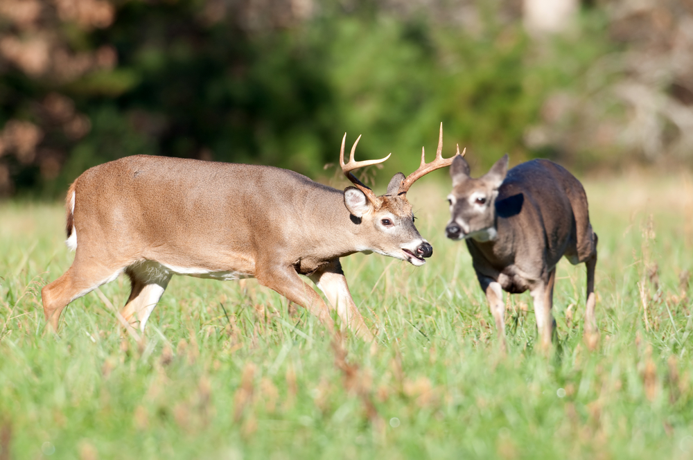 Iowa Whitetail Rut Arsenal