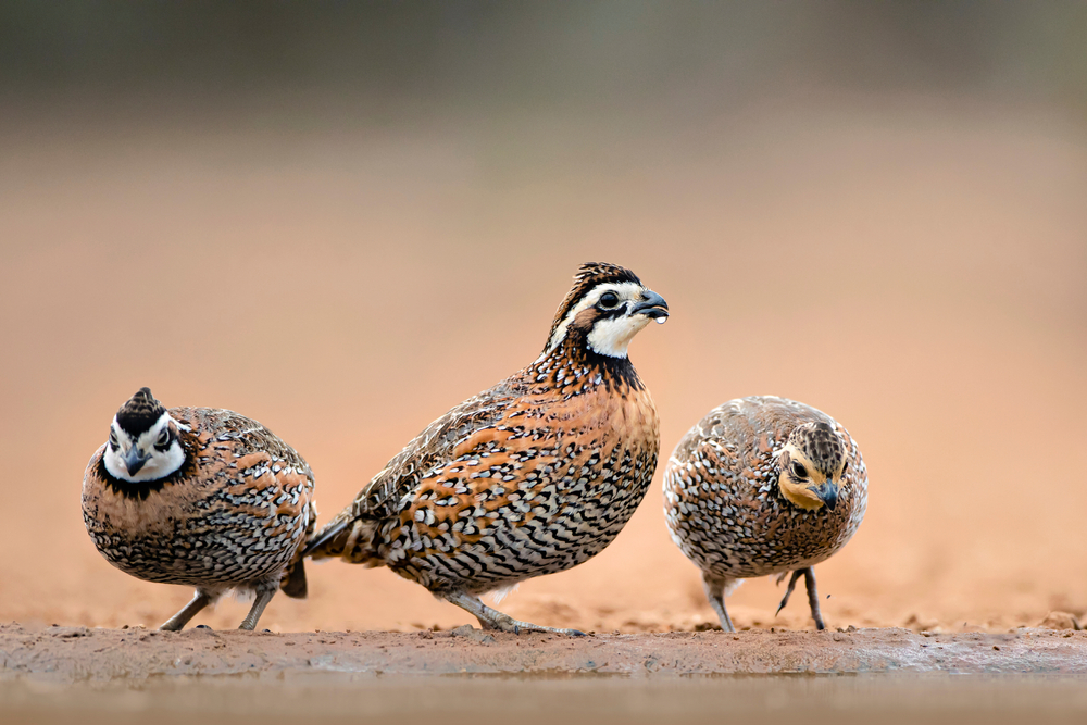 Quail Return Southern Iowa