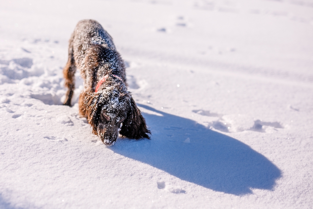 Winter Accommondations for Dogs