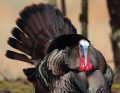 Getting Youth Involved in Turkey Hunting Mastering Pop-Up Blinds Springtime Turkey Hunting in Iowa