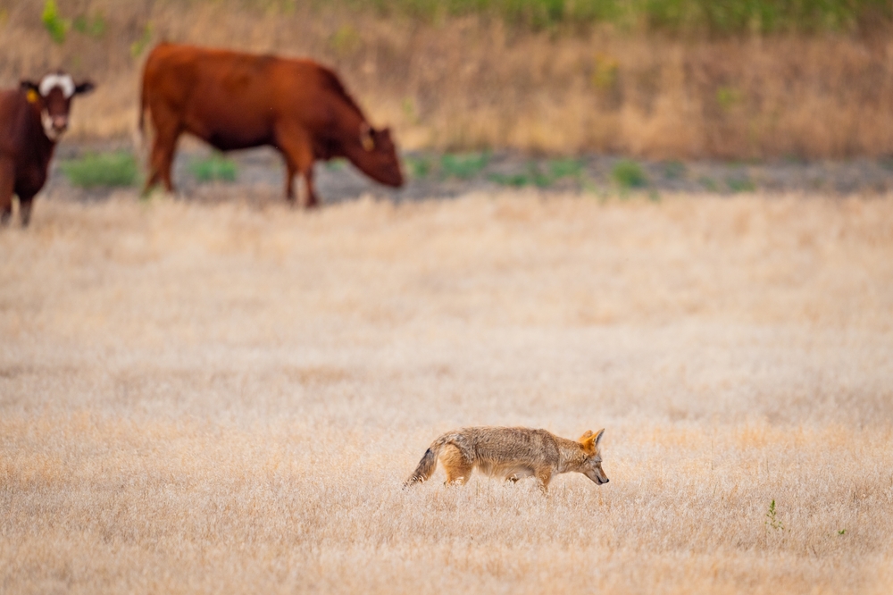 Coyote Hunting Contests