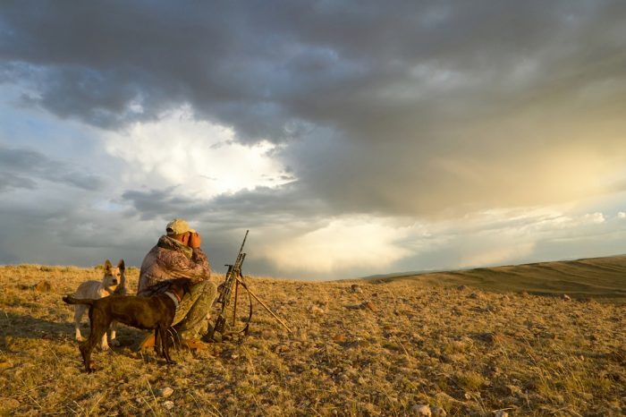 Coyote Hunting Contests