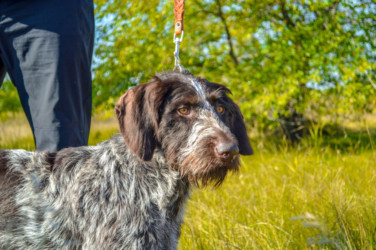Hunting Dog Hunt Tests