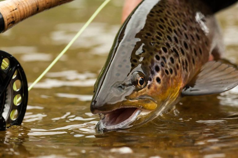 Learning to Fly Fish Iowa