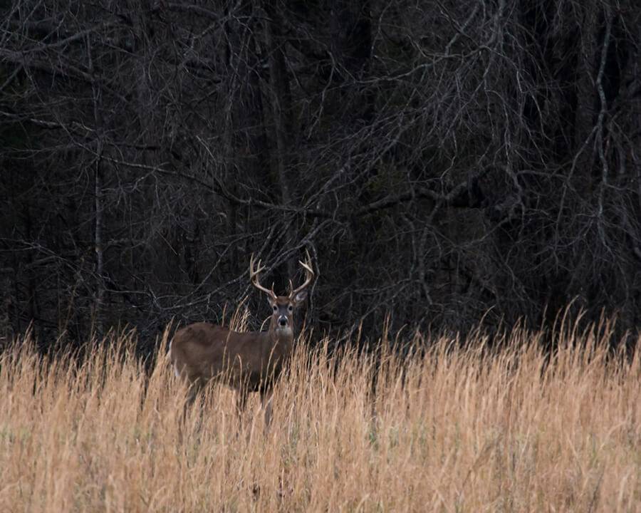 Pre-Season Deer Scouting