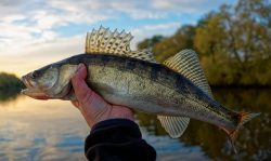Fishing for September Walleye