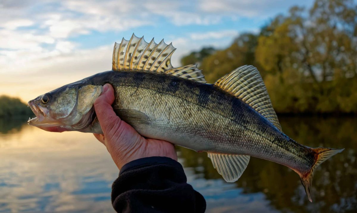 Fishing for September Walleye