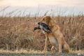 Preparing for Waterfowl Season