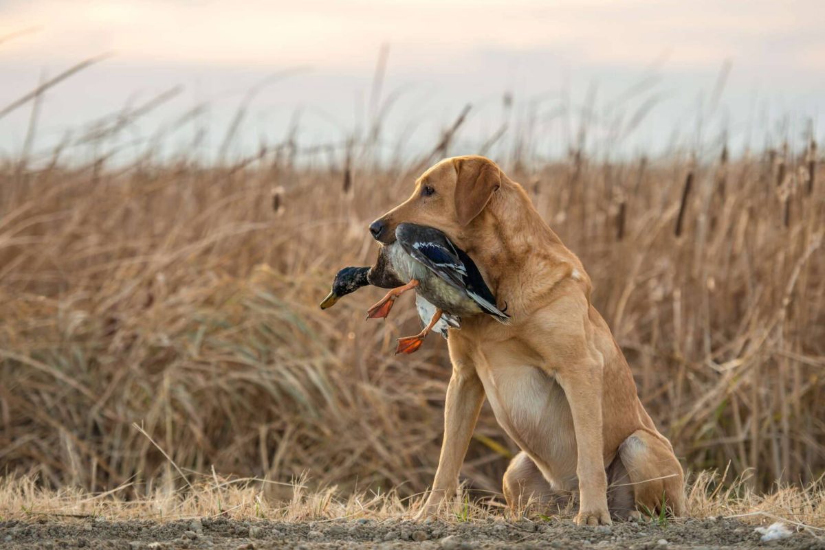 Preparing for Waterfowl Season