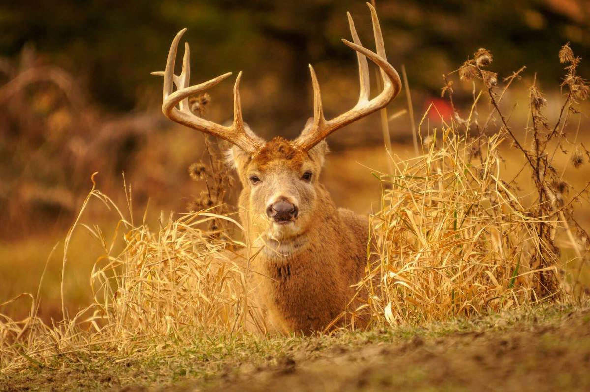 When the Pressure (Hunting) is High!
