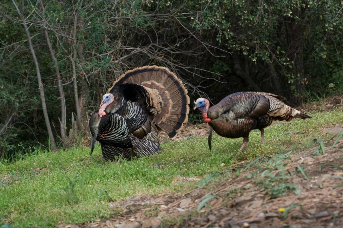 Tricks Turkeys Fall For
