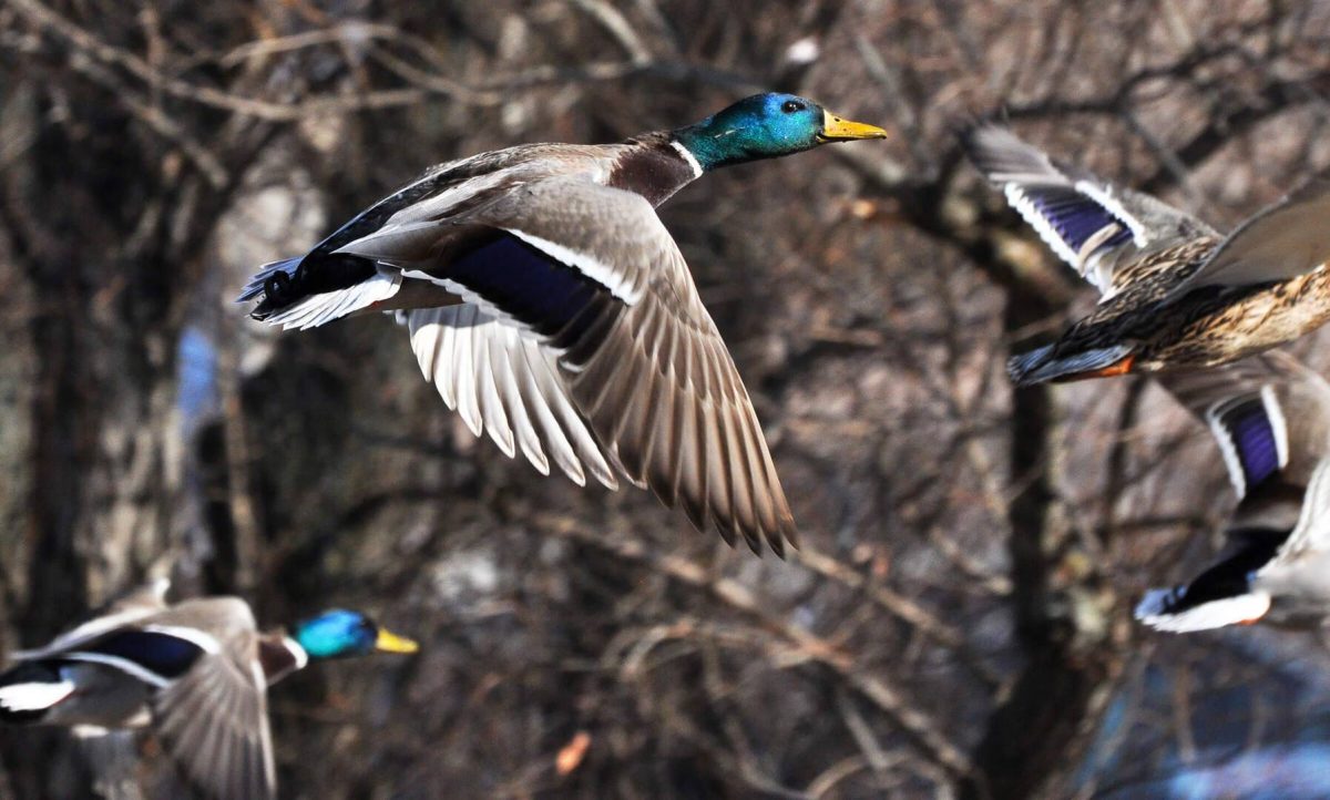 Hunting Waterfowl Beyond Opener