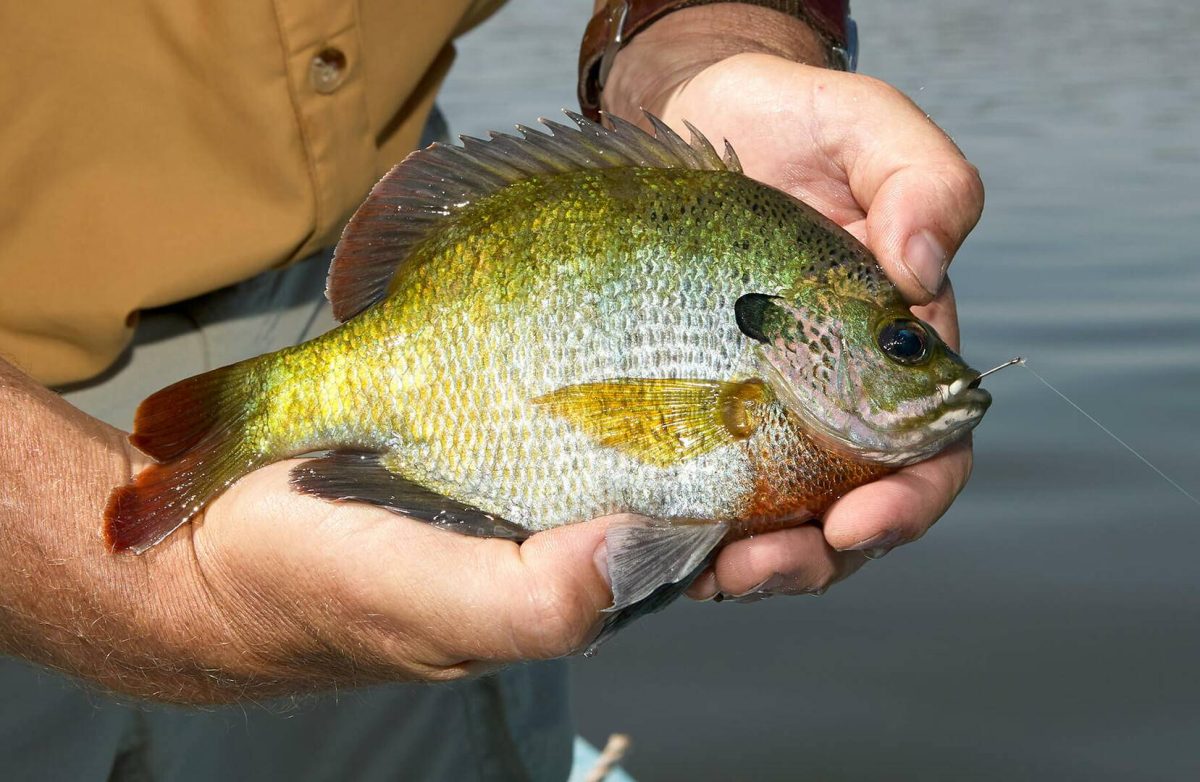 Reasons why you Should Still be Fishing