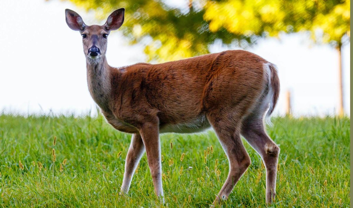Common Myths Concerning Deer Movement