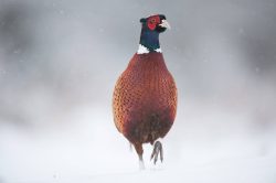 November Pheasant Hunting